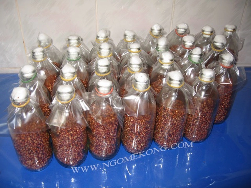 Bouturage du Mycélium