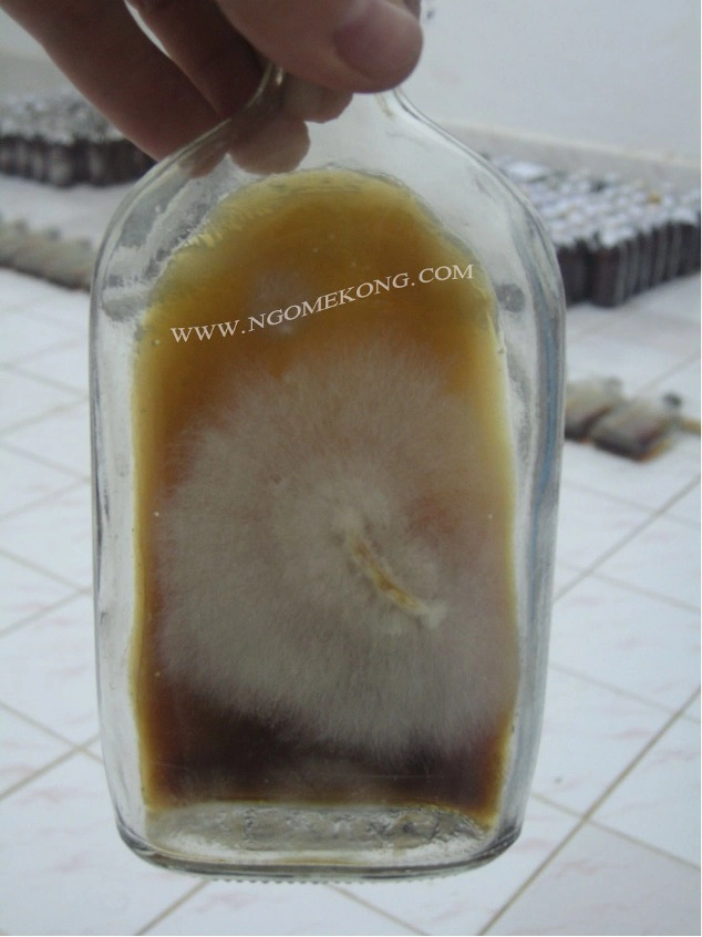 Propagation du Mycelium