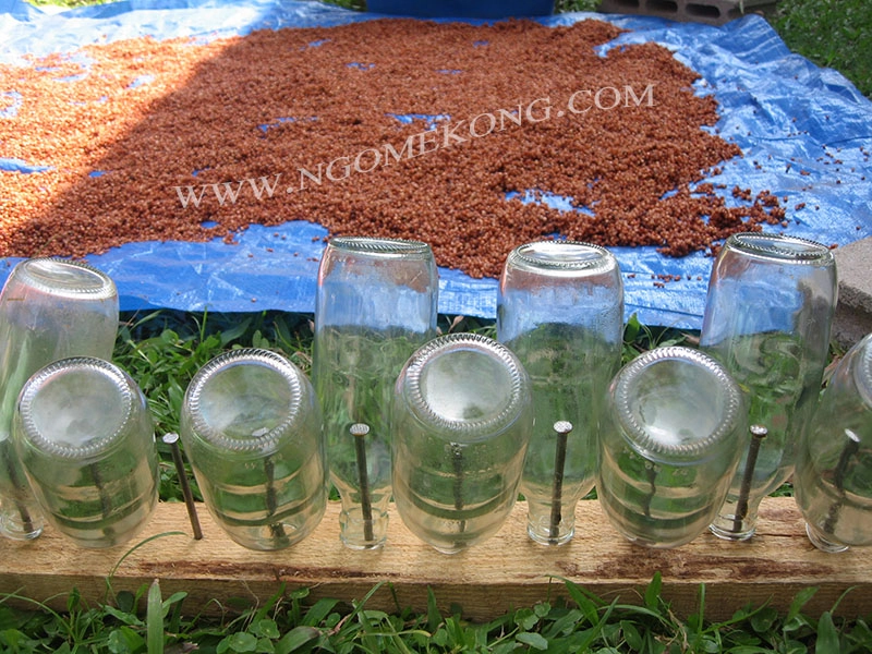 Bouteille pour incorporation de graines de Millet