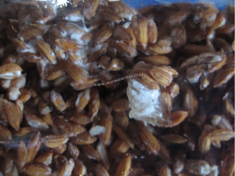 Propagation du Mycélium