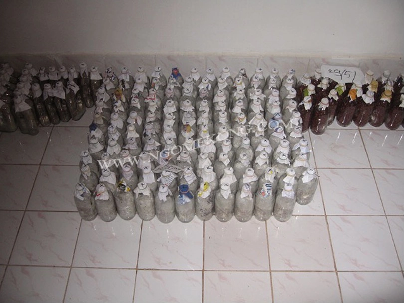 Propagation du Mycélium