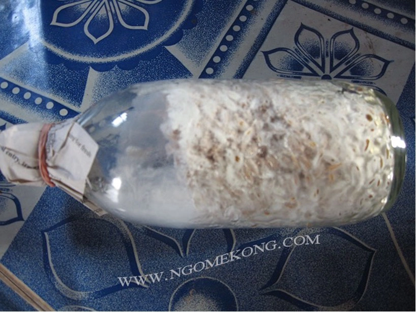 Propagation du Mycélium