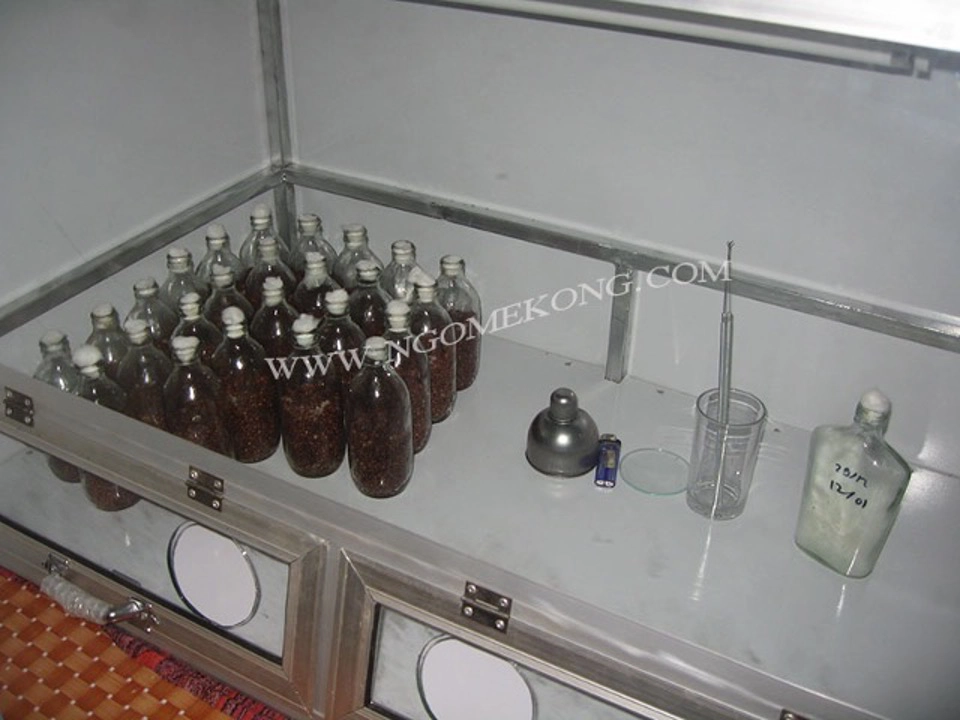 Bouturage du Mycélium