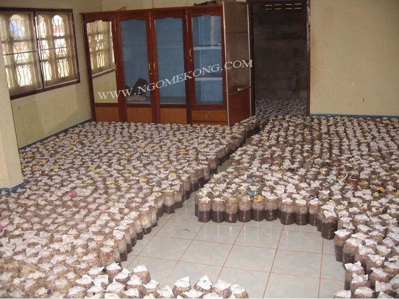 Propagation du Mycélium