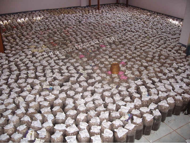 Propagation du Mycélium