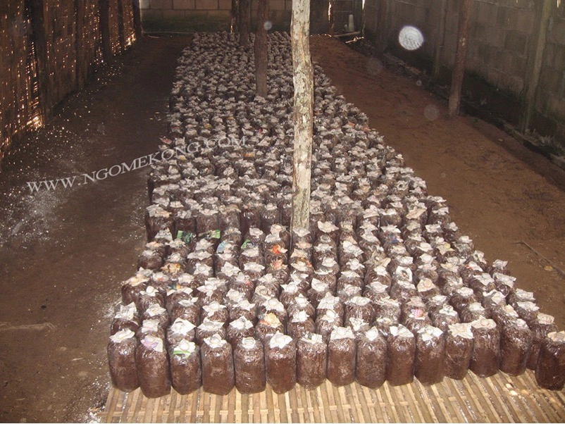 Colonisation des sacs de compost