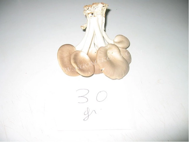 Récolte de Pleurotes