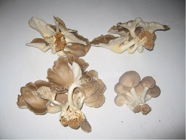 Récolte de Pleurotes