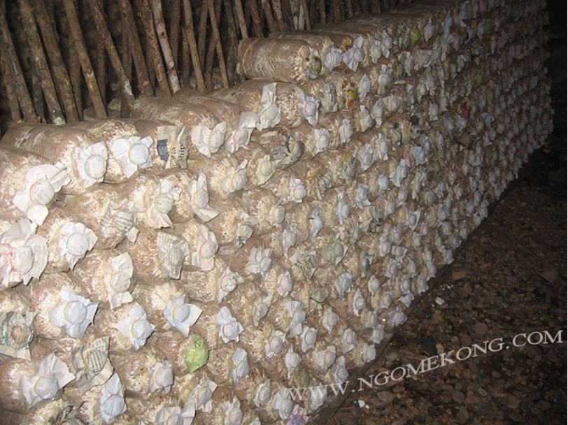Colonisation des sacs de compost