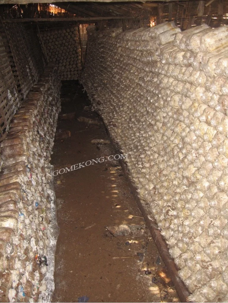 Colonisation des sacs de compost