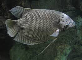 Gourami geant