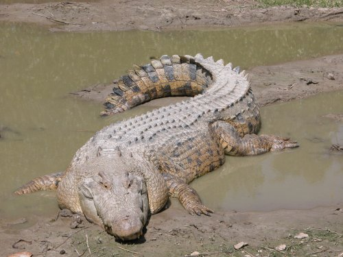 Crocodile du mekong