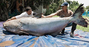Mekong Giant Catfish